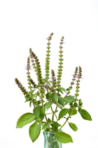 HOLY BASIL TULSI OCIMUM SANCTUM Kerala Naturals